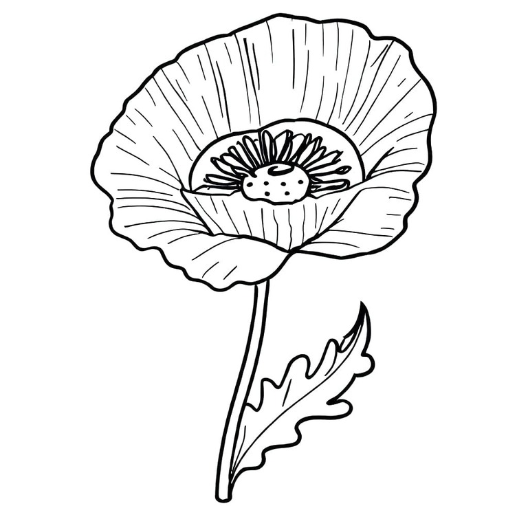 Zeichne Mohnblumen kostenlos einfach