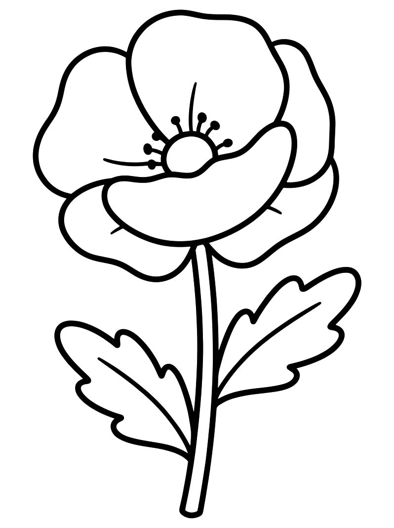Zeichne Mohnblumen schlicht