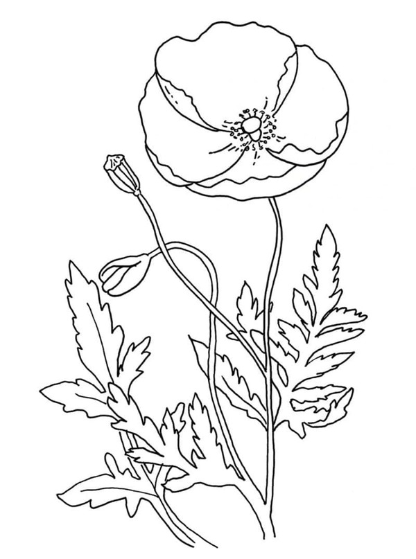 Zeichne Mohnblumen zum Ausdrucken für Kinder