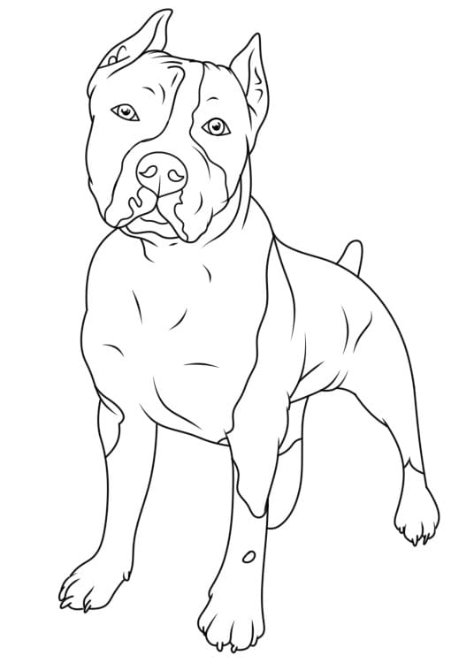 Kostenlos Druckbare Pitbull