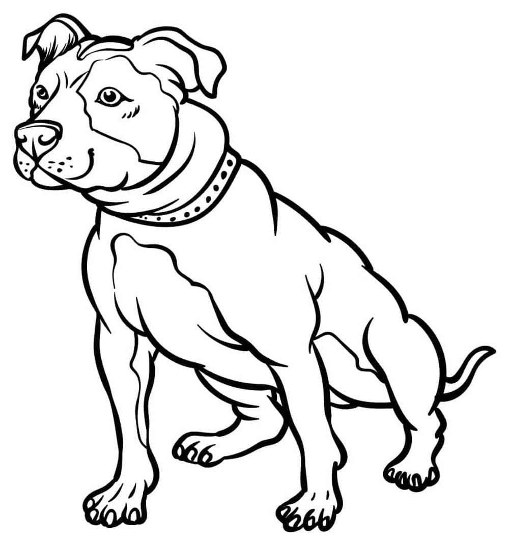 Pitbull druckbare
