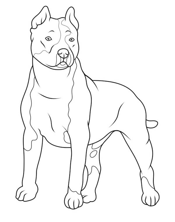 Pitbull druckbare für Kinder