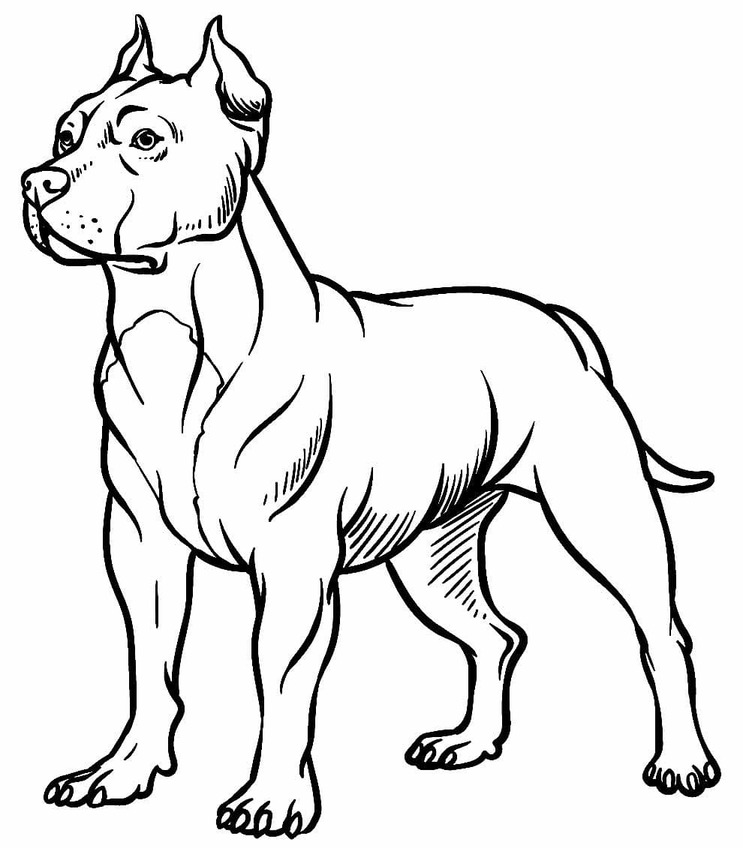 Pitbull für Kinder