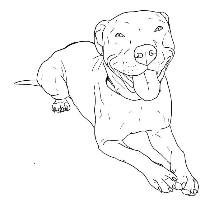 Pitbull kostenlos
