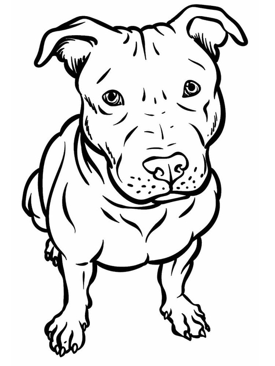 Pitbull kostenlos basisch