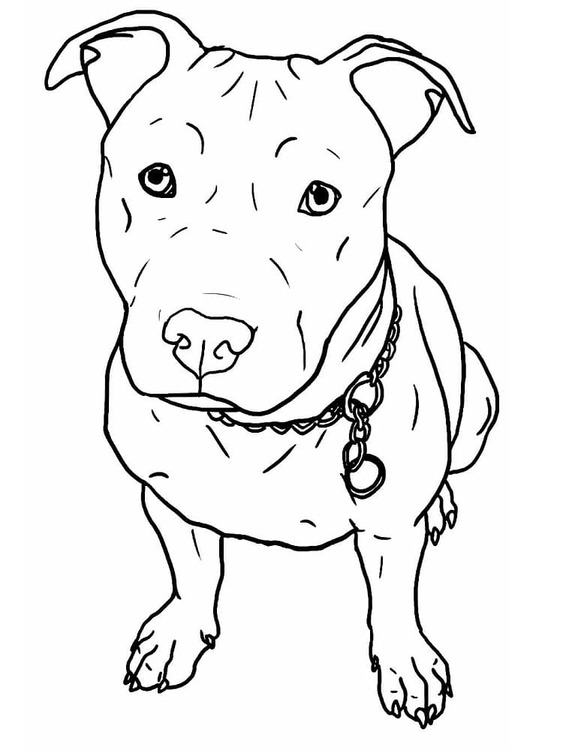 Pitbull kostenlos druckbare für Kinder