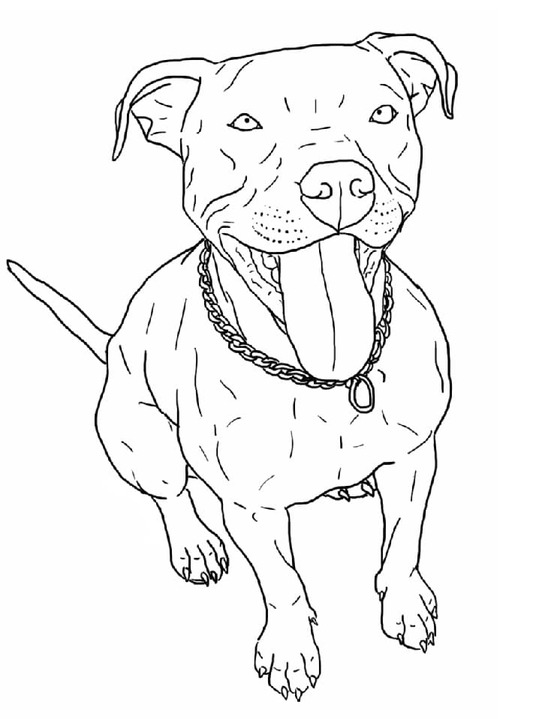 Pitbull kostenlos schlicht