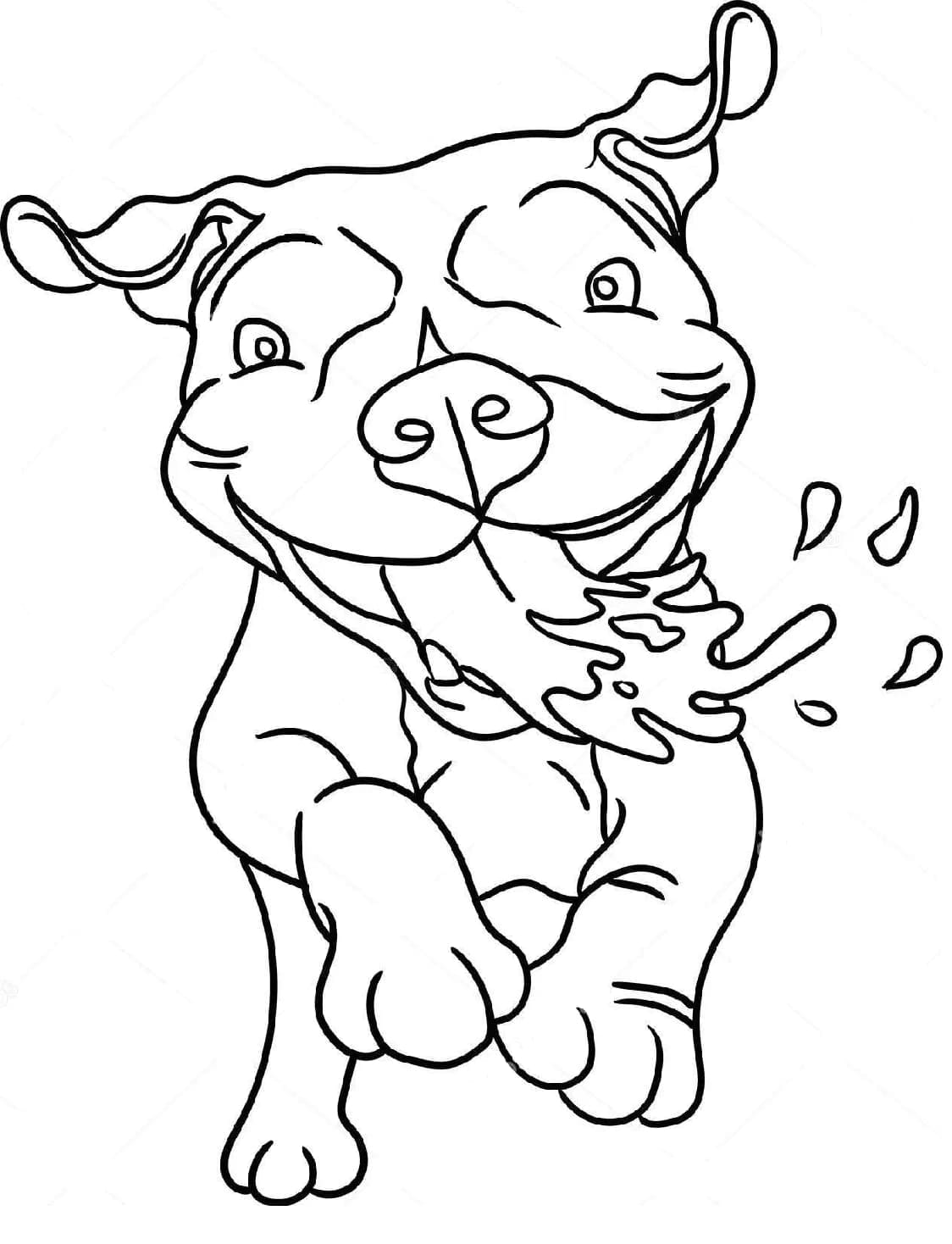 Pitbull zum Ausdrucken