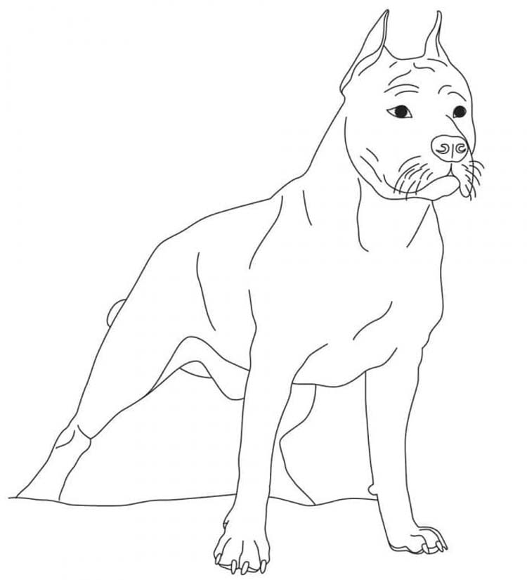 Zeichne Pitbull