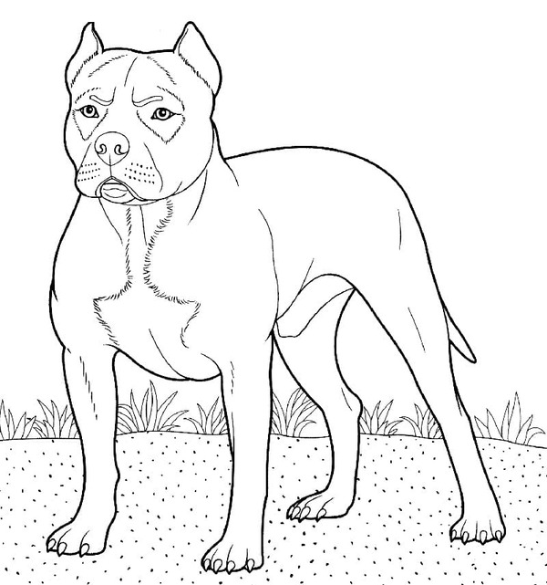 Zeichne Pitbull druckbare einfach