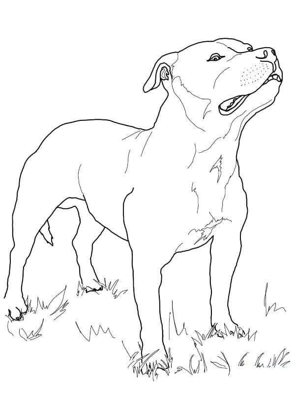 Zeichne Pitbull kostenlos druckbare schlicht
