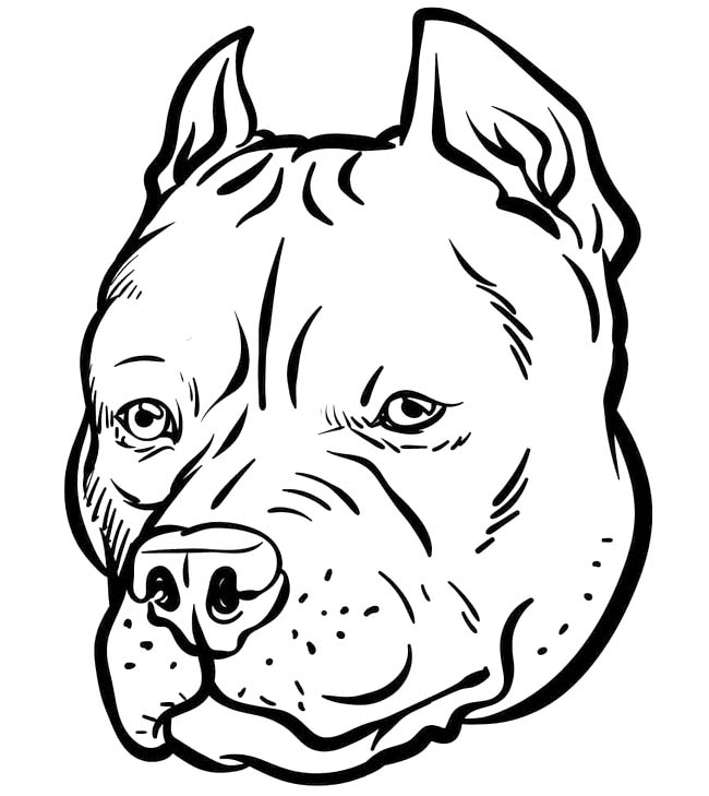 Zeichne Pitbull schlicht