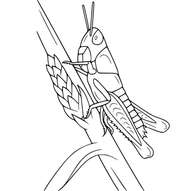 Druckbare Heuschrecken