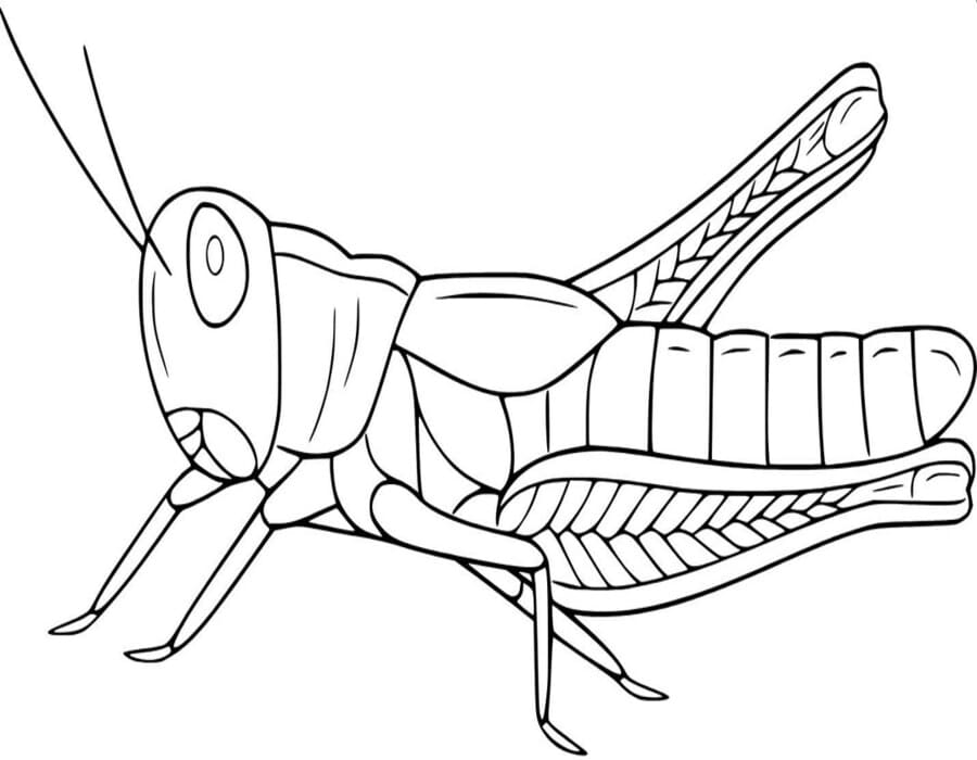 Kostenlos Heuschrecken