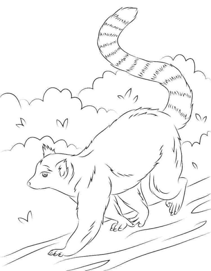 Lemur für Kinder