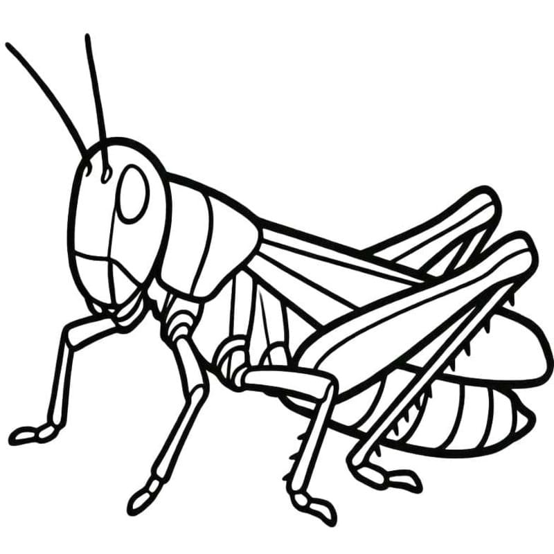 Zeichne Heuschrecken