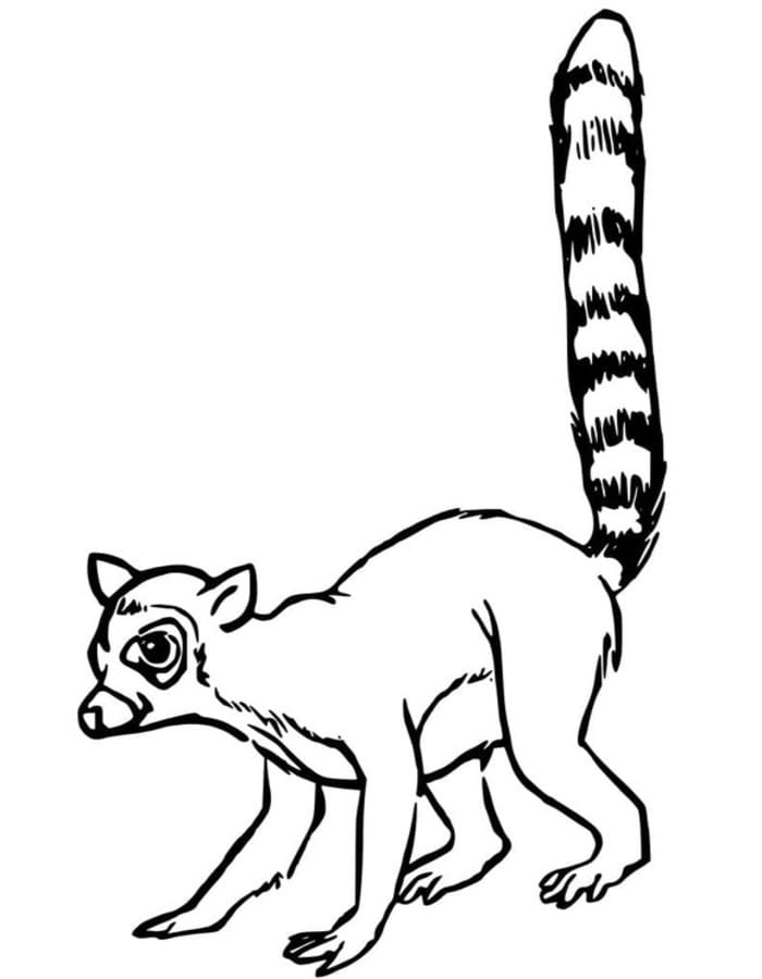 Zeichne Lemur für Kinder